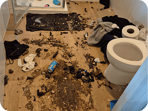 Animal Filth Cleaning Squalor Cleanup